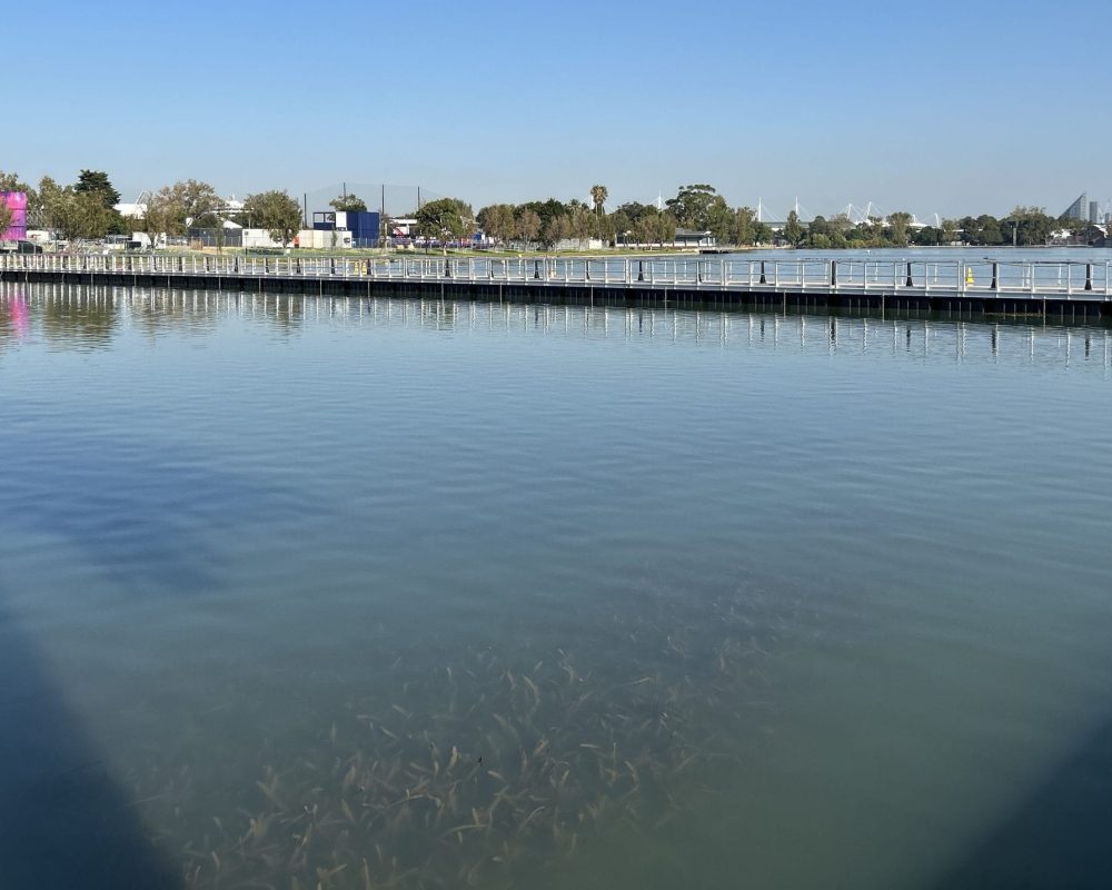 Albert Park Floating Walkway - TC_00785.1